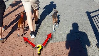 Dogs Wearing Shoes?