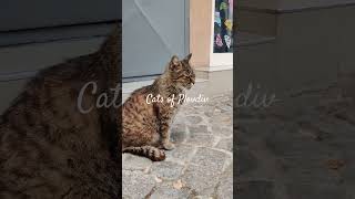 Cats of Plovdiv, Bulgaria