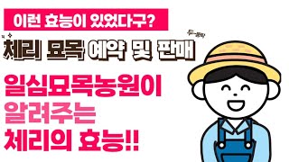 체리의 효능/ 체리 나무 묘목 판매/옥천나무시장/묘목시장/나무전문가가알려주는체리의효능