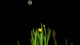 Narcissus/daffodil growing time lapse