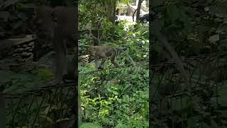 Ubud Monkey forest January 2024