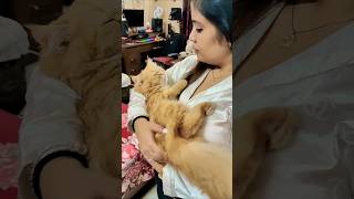 Riya Office se aate hi Mia ko leke pyar krti hai aise #mia #catmia #catlover #cutecat