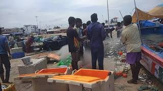 velankanni fisher man pulling out fish