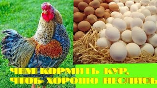 ЧЕМ КОРМИТЬ КУР, ЧТОБ ХОРОШО НЕСЛИСЬ