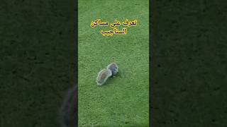 تعرف على مساكن السناجيب 🐿 🐿 🐿