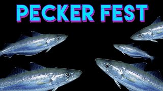 PECKER FEST Sea fishing match in llandudno