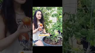 #preetizinta #plucking #vegetables #home #garden #short #video #viral