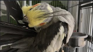 Casper preening