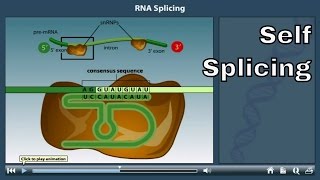 RNA Splicing Animation | self splicing