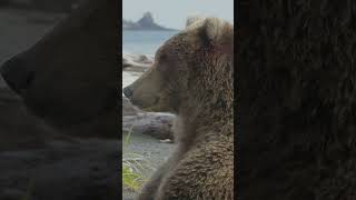 Grizzly Bears - Most iconic and powerful animals - Shorts