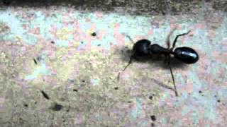 nice ants are going ants    clip