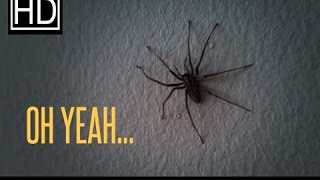 NOPE! Spider infested apartment!