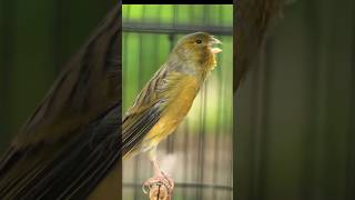 CANARY SONG SEDUCES CANARIES YOU QUICKLY SING