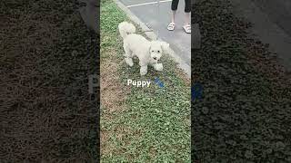 Poodle Shoes   #doglover