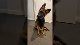 German shepherd. What sound is that.    Im curious