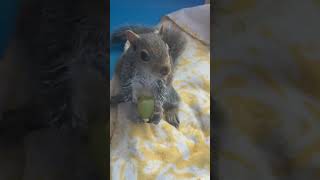 How Cute is Milty the Rescued Baby Squirrel?