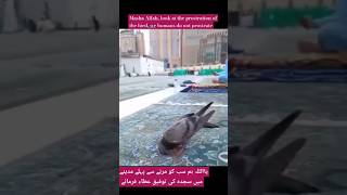 MAGICAL Birds of Makkah ||butefully birds makkah||مکہ میں اذان کی وقت ایک پرندے کی سجدہ#ytshorts