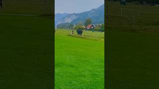 How cutely the cow obeys it's owner #cow #cowfarm #austria #europe #shorts #short #shortvideo