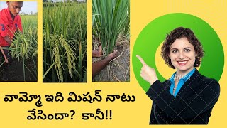 వామ్మో ఇది మిషన్ నాటు వేసినదా? కానీ??🌾🌾#agriculture #farming #trending #paddy #yanmar #agri