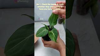 4 Essential Care Tips for New Indoor Plants to Acclimate Fast - Philodendron Gloriosum