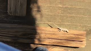 Slow Motion Hiding Desert Lizard Jumps into Action to Eat an Insect w Precision Target Acquisition