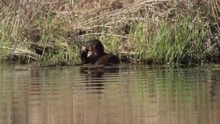 River Otters