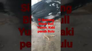 Anak Black Bull Ayam yang baru banyak penggemarnya, kaki Simbar