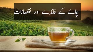 Chai ke faidy or nuqsanat || Tea benefit and side effects|| چائے کے فائدے اور نقصانات