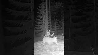 Did you know Foxes use Earth`s magnetic field to hunt? #trailcamera #redfox #norway #foxphotography