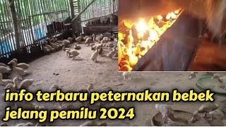 info terbaru dan penting peternakan bebek jelang pemilu 2024