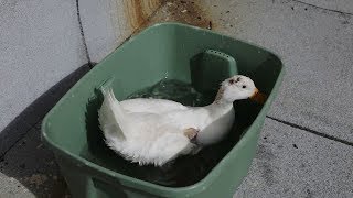 Duck bath after amputation of wing