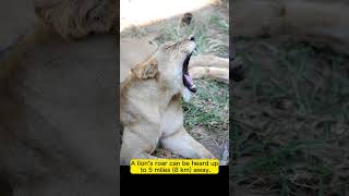 5 interesting lion facts #shorts #facts #lions