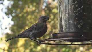 Chill birds at the feeder