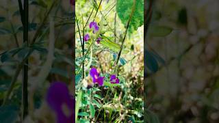 Nature is Life #viralvideo #nature #viral #shorts #foryou #short #shortsviral #shortsfeed #fyp