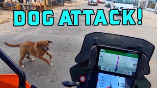 DOG'S ATTACK Motorbikes whilst riding through a South African TOWNSHIP!!