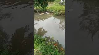 BEGINI KALO SUNGAI BANYAK IKAN(5)