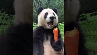 Cute Panda Eats a Carrot 🤤#panda