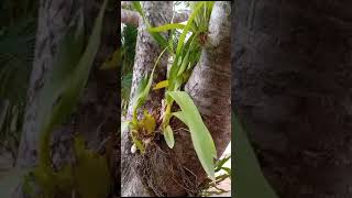 Orquídea( chuva de ouro)