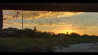 The Campbell Bridge Bat Colony Sets Out for the Night