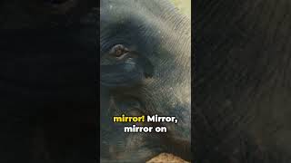 Elephant's Mirror Magic! #shorts