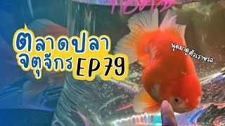 ทัวร์ตลาดปลาลานเร่ l วันที่ 20 ธ.ค. 66 | ตลาดปลาจตุจักร EP 79