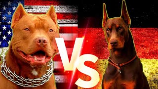 pitbull vs doperman attitude status😱 DOG'S-planet💕#Short