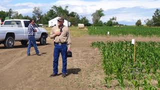 Dryland Corn Trials | 2018 Sheridan Field Day