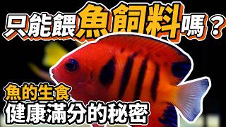 【藍箱水族】誰說魚只能吃飼料？讓魚健康美麗的秘密！冷凍餌料餵食大法一次教給你~(CC)