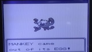 (FoYT) Live! Shiny Mankey after 9 eggs hatched (Pokemon Gold)