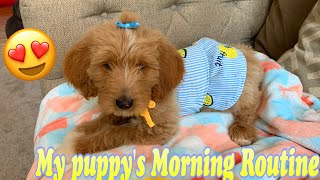 My Puppy Oakley's Morning Routine and puppy goes shopping