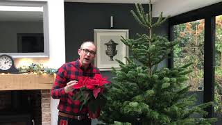 Seasonal advice on caring for Christmas Poinsettias with Lee Bestall