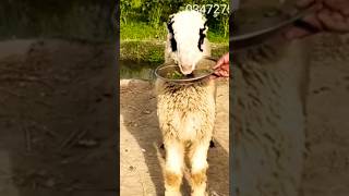 ماشاءاللہ چیز چیک کریں #animals #goat #sheep #sheepfarming