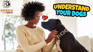 Dogs Language Explained How to Understand