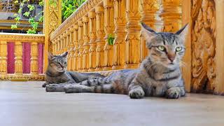 So adorable all smart cats in the pagoda they are friendly